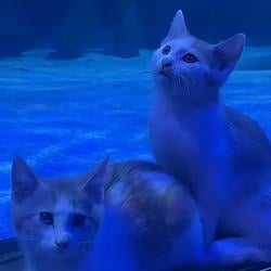 AQUACATS