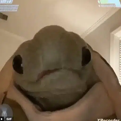 Tortuga
