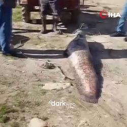 CATFISH / SOL