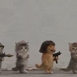 Cat Gang