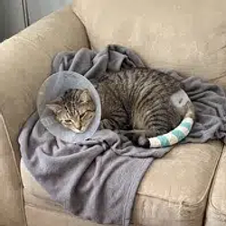 Justice for Biscuit