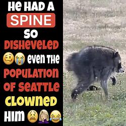 SPINELESS / SOL