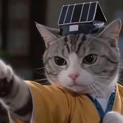 catfu