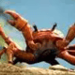 CRAB / SOL
