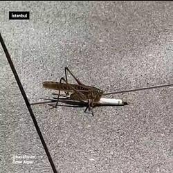 locust / SOL