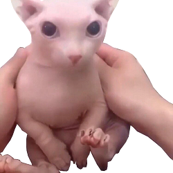 bingus / SOL