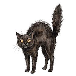 pussy