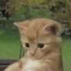 sadcat / SOL