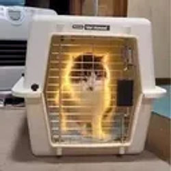 やばい