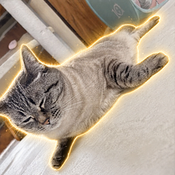 sealcat / SOL