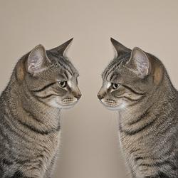 DUPLICAT