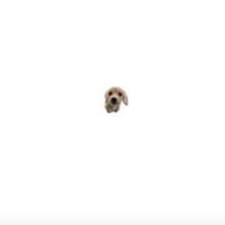 FARDOG