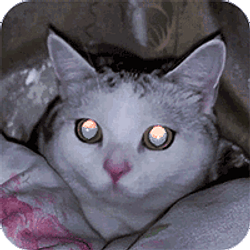 镭射猫 / BNB