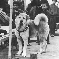 HACHI