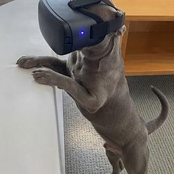 VRDOG