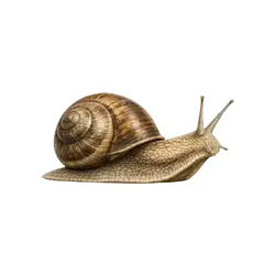 SNAIL