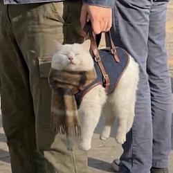 catbag