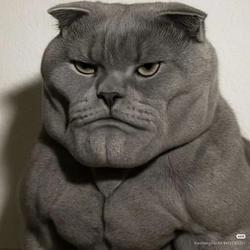 Chad Cat