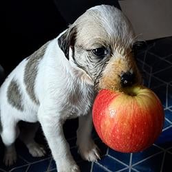 Apple Dog / SOL