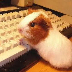 GuineaPig / SOL