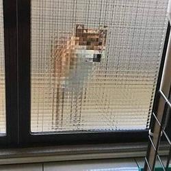 QDOG