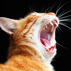 MDCAT / SOL