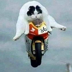 Ducati
