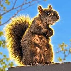CNUT