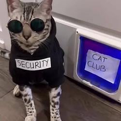 SCTYCAT