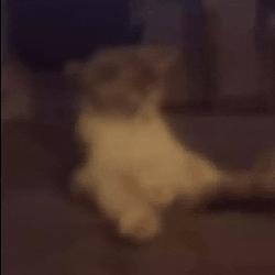 HIGH5