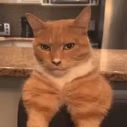MOGCAT