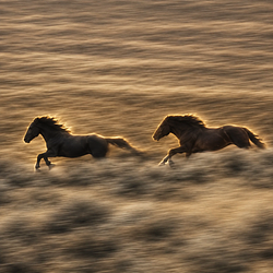 Horses / SOL