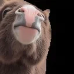 vibedonkey / SOL