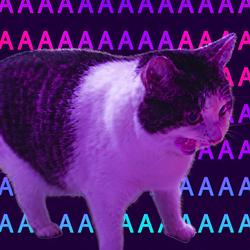 AAAA / SOL