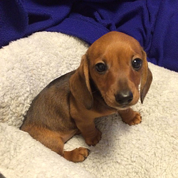 WINSTON
