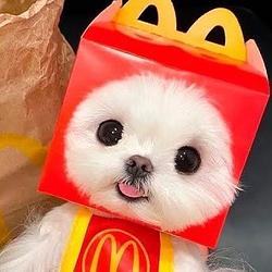 MCDOG