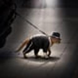 CATSON