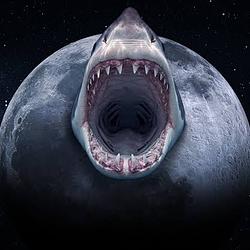 sharky