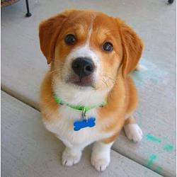 BABYINU