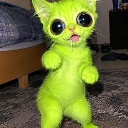 MEOWZI