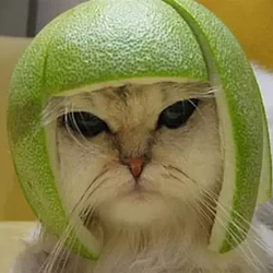 LIMECAT / SOL