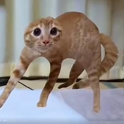 ScaredCat