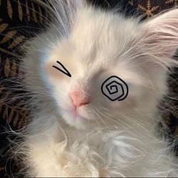 SillyCat / SOL