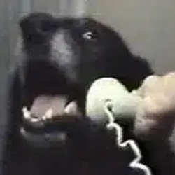 CALLDOG