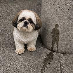 Buddy
