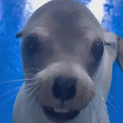 REGGIE