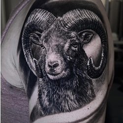 Aries / SOL