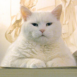 lolcat