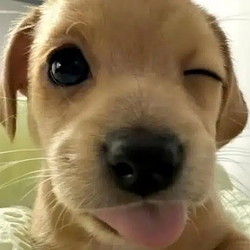 Silly