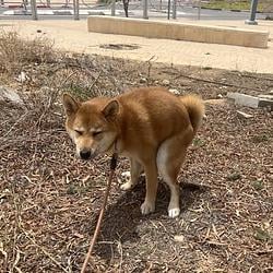 POOPER
